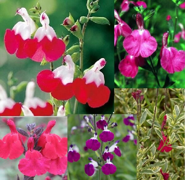 Salvia 'Mixed' Perennial Garden XXL Supersize Plug Plants Pack x3