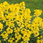 Erysimum 'Spring Breeze Sunglow LARGE Perennial Wallflower Plug Plants Pack x6