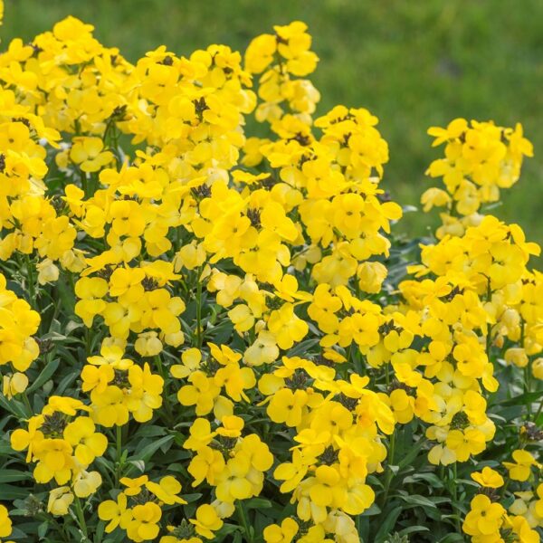 Erysimum 'Spring Breeze Sunglow LARGE Perennial Wallflower Plug Plants Pack x6