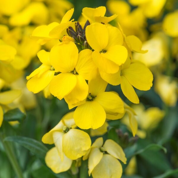 Erysimum 'Spring Breeze Sunglow LARGE Perennial Wallflower Plug Plants Pack x6