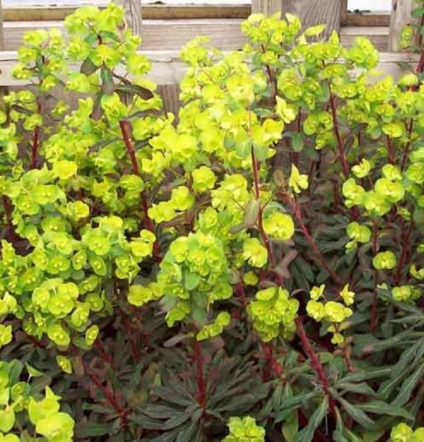 Euphorbia Polychroma 'Purpurea' Perennial XXL Supersize Plug Plants Pack x3