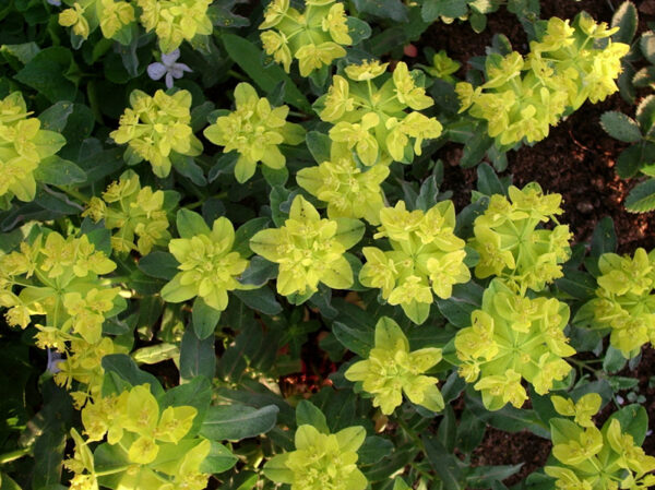 Euphorbia Polychroma 'Purpurea' Perennial XXL Supersize Plug Plants Pack x3