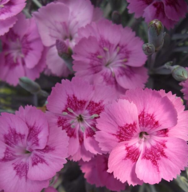 Dianthus 'Aztec Star' Perennial Plug Plants Pack x6