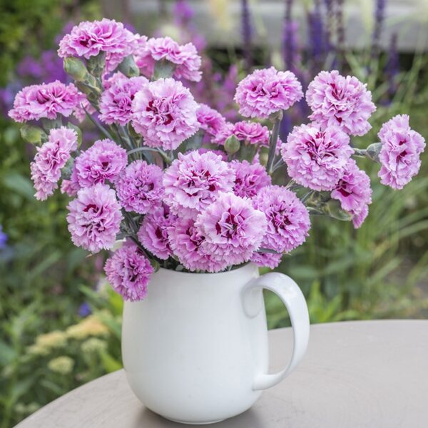 Dianthus 'Pink Ruffles' Pinks Perennial Garden Plug Plants Pack x6