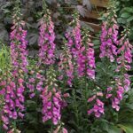 Foxglove Digitalis 'Panther' (LARGE) Plug Plants Pack x6