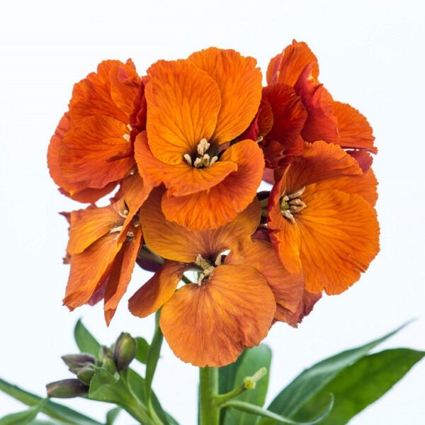 Erysimum VIBE Orange LARGE Perennial Wallflower Plug Plants Pack x6