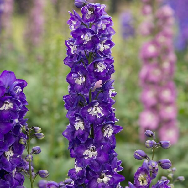 Delphinium Aurora F1 Deep Purple Perennial LARGE Plug Plants Pack x6