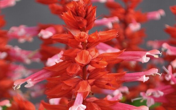 Salvia x Splendens Gigantimo Pink Lipstick Garden Plug Plants Pack x6