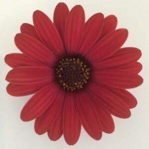 Osteospermum Erato® 'Cranberry' Summer Plug Plants Pack x6