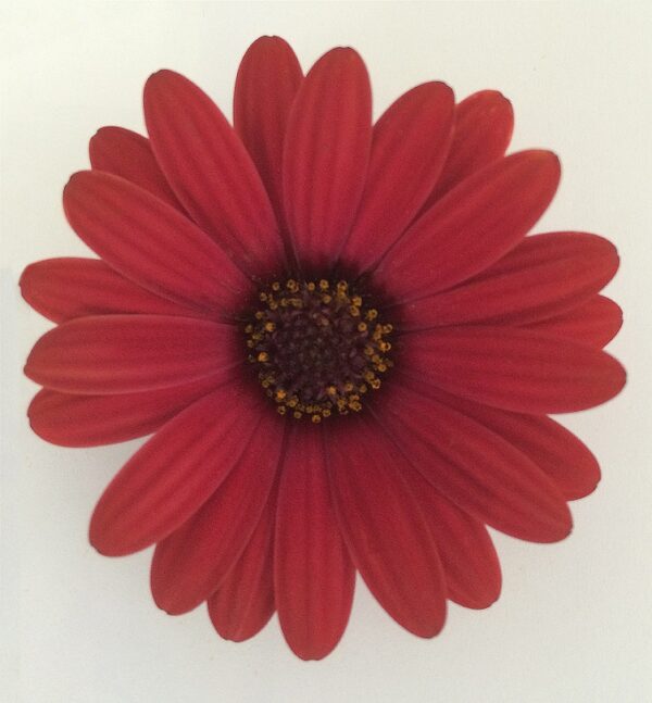 Osteospermum Erato® 'Cranberry' Summer Plug Plants Pack x6