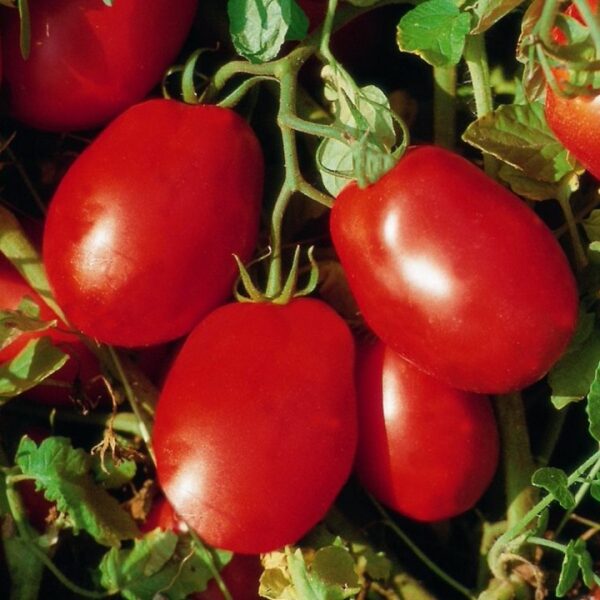 Tomato Plum 'Roma' Vegetable plug Plants Pack x6