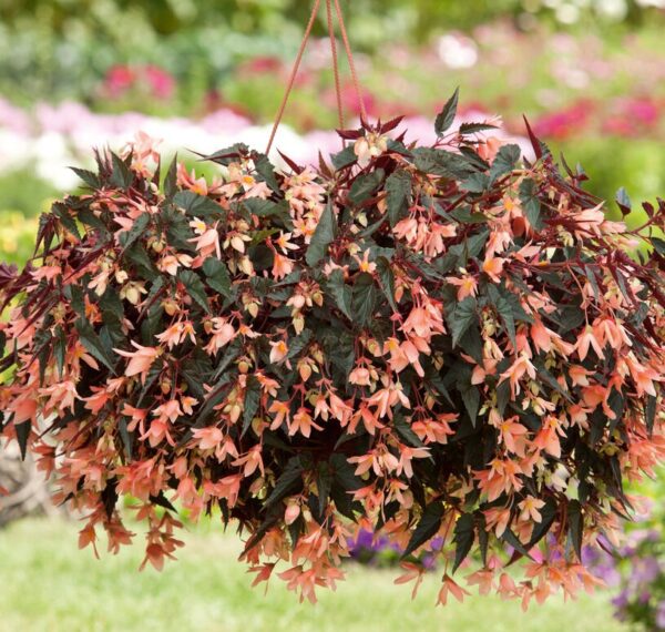 Begonia Boliviensis Bellavista® Dark Leaf Salmon Trailing Plug Plants Pack x6