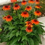 Echinacea (Coneflower) Lakota ® Orange Perennial Plug Plants Pack x6
