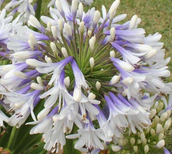 Agapanthus Queen Mum Perennial Summer Flowering XXL Supersize Plug Plants Pack x3