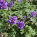 Hardy Geranium Pratense 'Plenum Violaceum' Perennial XXL Supersize Plug Plants Pack x3