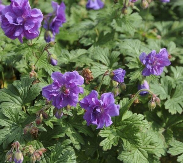 Hardy Geranium Pratense 'Plenum Violaceum' Perennial XXL Supersize Plug Plants Pack x3