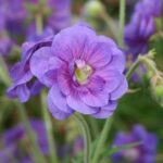 Hardy Geranium Pratense 'Plenum Violaceum' Perennial XXL Supersize Plug Plants Pack x3