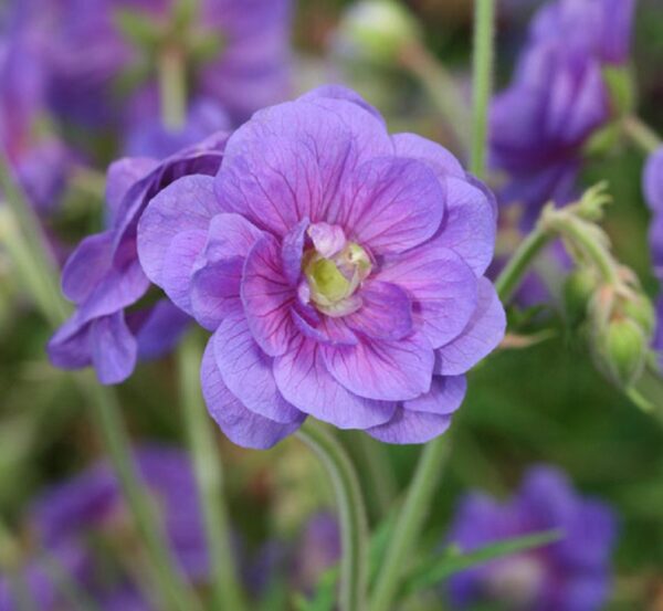 Hardy Geranium Pratense 'Plenum Violaceum' Perennial XXL Supersize Plug Plants Pack x3