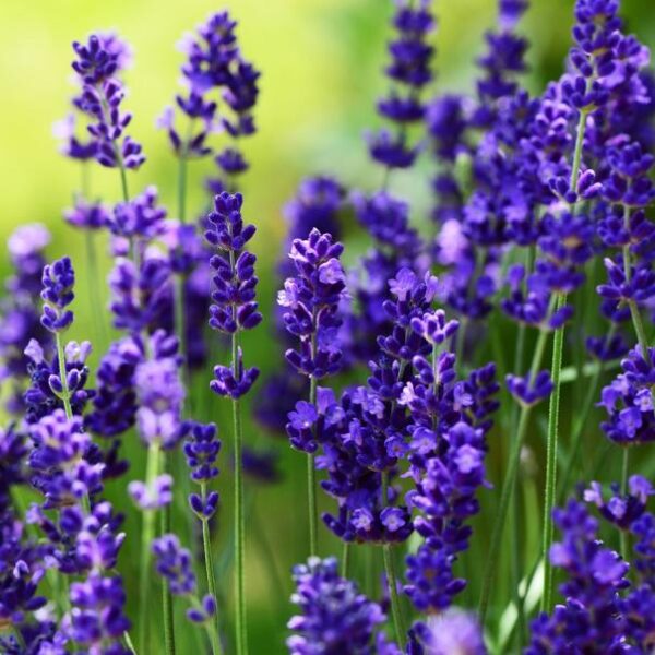 Lavender Ellagance 'Purple' Perennial Garden (Large) Plug Plants Pack x6