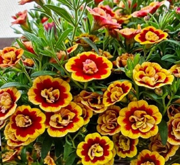 Calibrachoa Trailing Mini Petunia 'Double Sunset Bicolour' Plug Plants Pack x6