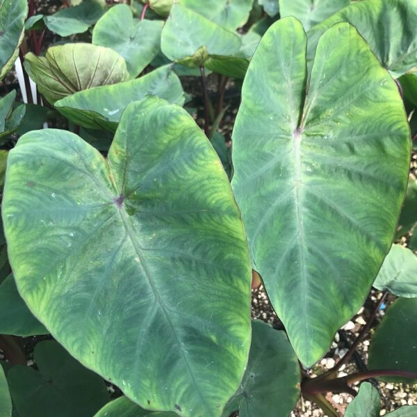 Colocasia (Elephants Ears) Hawaiian Punch LARGE Plug Plants Pack x6