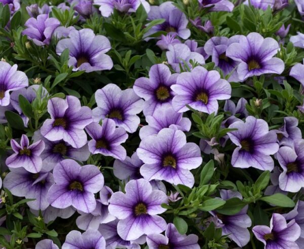 Calibrachoa Trailing Mini Petunias Million Bells 'Blueberry Punch' Plug Plants Pack x6