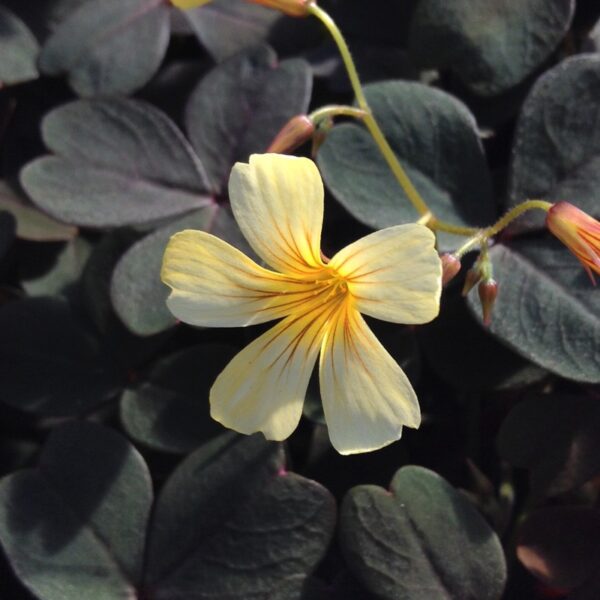 Oxalis Vulcanicola 'Burgundy' Plug Plants Pack x6