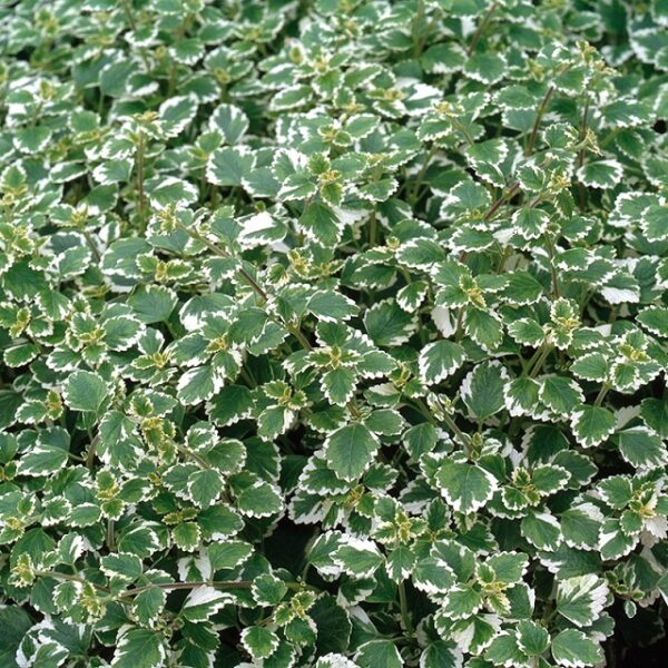 Plectranthus 'Coleoides' Trailing Plug Plants Pack x6