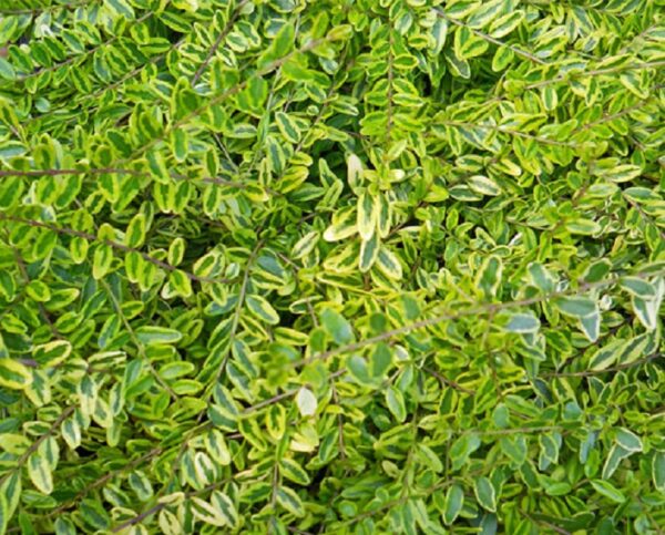 Lonicera Nitida Lemon Beauty Hedging/Border Evergreen XXL Supersize Plug Plants Pack x3