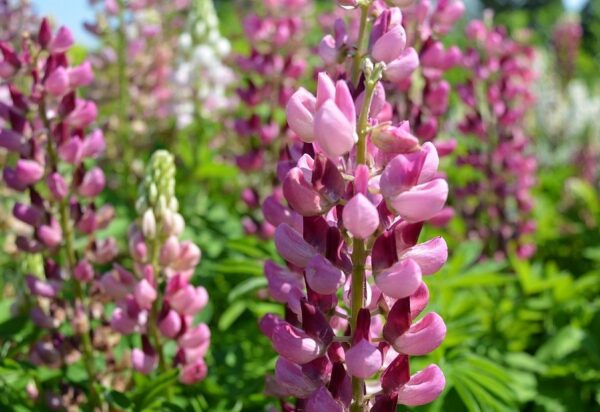 Lupin / Lupinus Lupini 'Mini Gallery™ 'Pink' Perennial Supersize XXL Plug Plants Pack x3