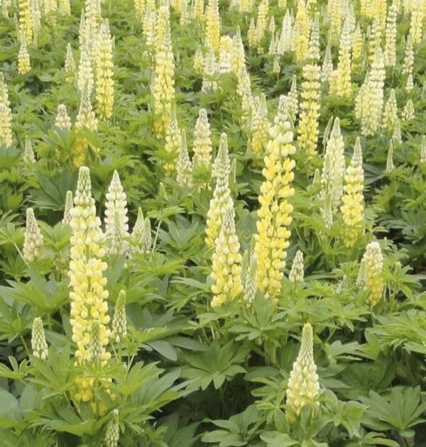 Lupin / Lupinus Lupini 'Mini Gallery™ 'Yellow' Perennial Supersize XXL Plug Plants Pack x3