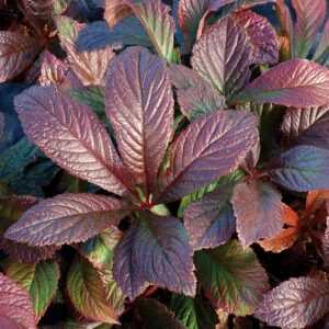 Rodgersia 'Bronze Peacock' Perennial XXL Supersize Plug Plants Pack x3