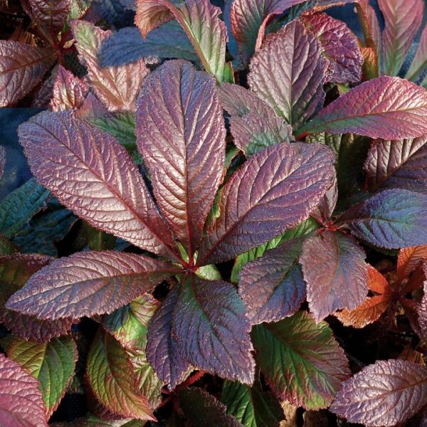 Rodgersia 'Bronze Peacock' Perennial XXL Supersize Plug Plants Pack x3