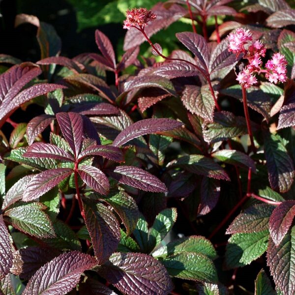 Rodgersia 'Bronze Peacock' Perennial XXL Supersize Plug Plants Pack x3