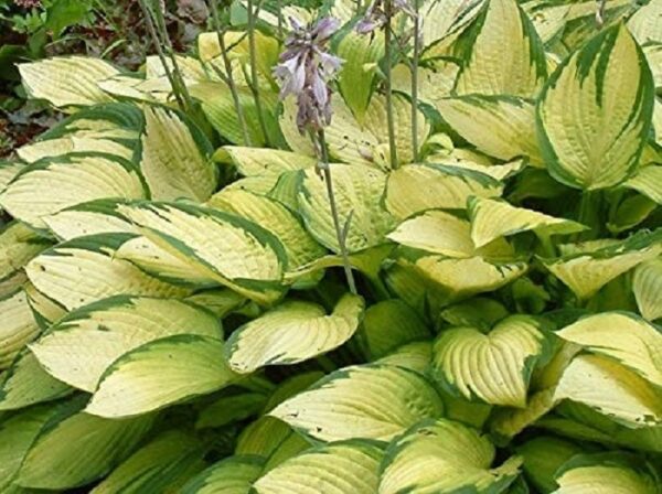 Hosta 'Gold Standard' Perennial XXL Supersize Plug Plants Pack x3