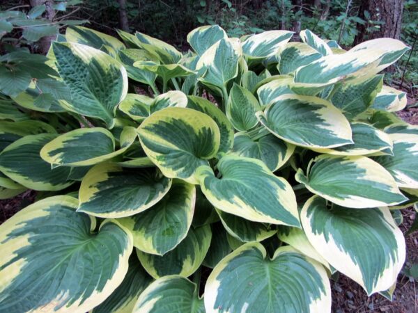 Hosta 'Wide Brim' Perennial XXL Supersize Plug Plants Pack x3