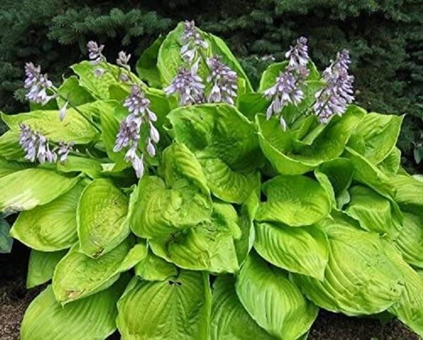 Hosta 'Sum & Substance' Perennial XXL Supersize Plug Plants Pack x3