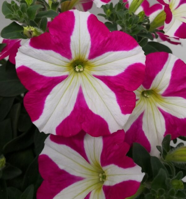 Petunia Semi Trailing 'Amore™ Pink Heart' Summer Garden/Basket Plug Plants Pack x6