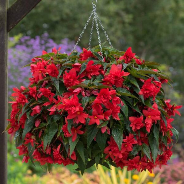 Begonia Trailing Rivulet Scarlet Dark Leaf Plug Plants Pack x6