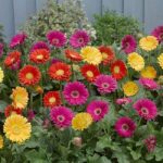 Hardy Gerbera 'Garvinea' Sweet Collection LARGE Supersize Plug Plants Pack x3