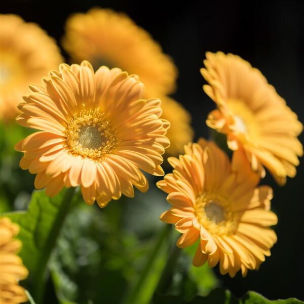 Hardy Gerbera 'Garvinea' Sweet Collection LARGE Supersize Plug Plants Pack x3
