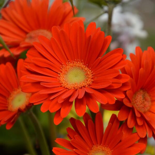 Hardy Gerbera 'Garvinea' Sweet Collection LARGE Supersize Plug Plants Pack x3