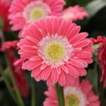 Hardy Gerbera 'Garvinea' Sweet Collection LARGE Supersize Plug Plants Pack x3