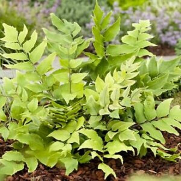 Hardy Fern 'Cyrtomium Fortunei' Plug Plants Pack x6