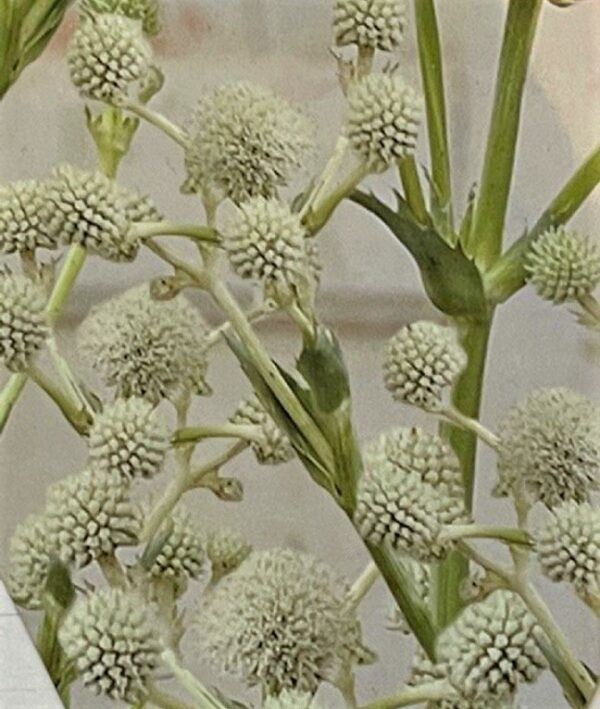 Eryngium 'Magical Green Globe' Perennial XXL Supersize Plug Plants Pack x3