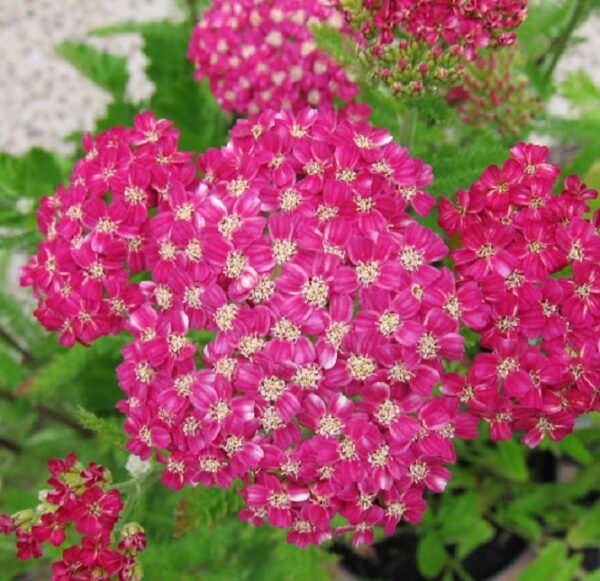 Achillea 'Desert Eve Deep Rose' Perennial Plug Plants Pack x6