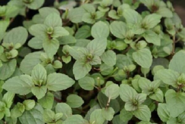 Mentha 'Black' Spearmint Herb Supersize XXL Plug Plants Pack x3