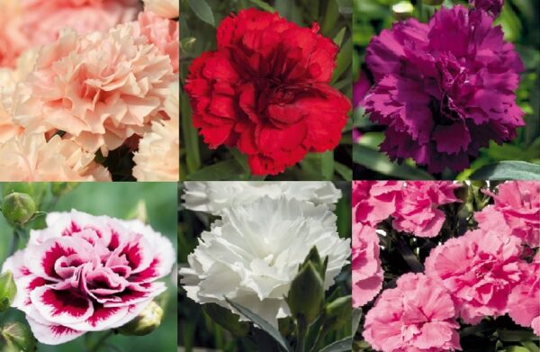 Dianthus Caryophyllus Sunnybees® Mixed Selection Pack x6 Plug Plants
