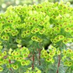 Euphorbia × Martini Perennial LARGE Plug Plants Pack x6