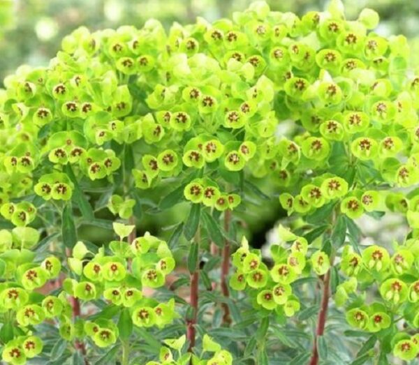 Euphorbia × Martini Perennial LARGE Plug Plants Pack x6